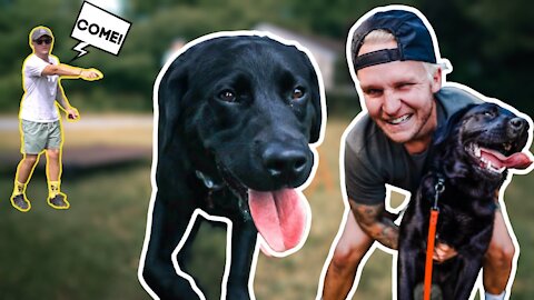 Wanna Safely Train Your Dogs Completely Off They Leash? Watch This