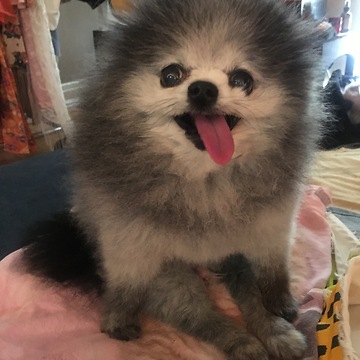 Pomeranian communicates through grumbles and intense stares