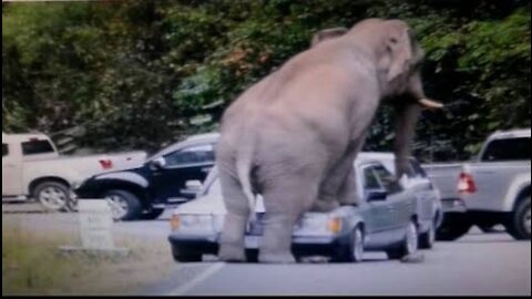 Angry elephant destroy every vehicale