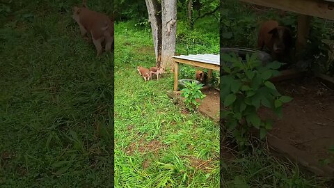 Cute Piglets @UncleTimsFarm #kärnəvór #carnivore #shorts #hereford #freerangepigs