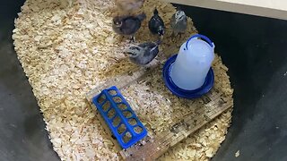 Chicken Brooder Upgrades - Episode 111