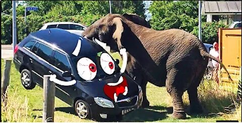 Elephant Attacks Car