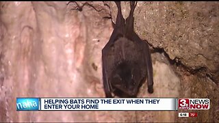 Bat Removal