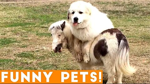 Funniest Pets of the Week Compilation March 2018 | Funny Pet Videos