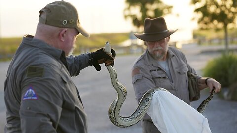 Termina la temporada de casa de pitones birmanas en los Everglades de Florida