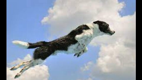 Dogs that fly