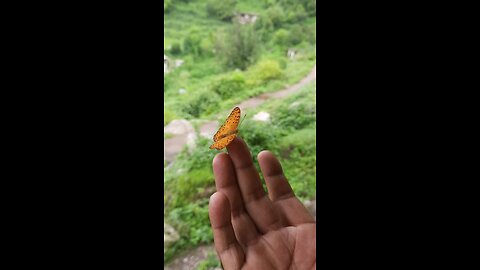 butterfly