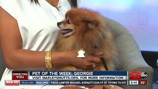 Pet of the Week: Georgie, Pomeranian Mix