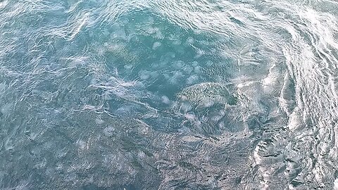 Millions of jelly fish in the ocean