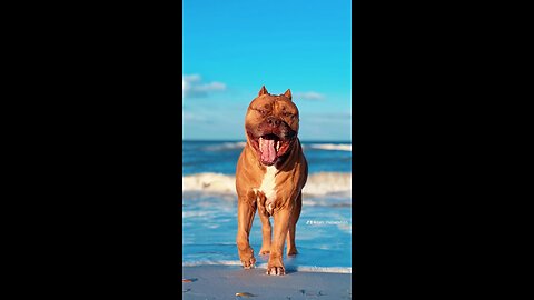 GIANT Pitbull playing with his new “beach ball” 🦁