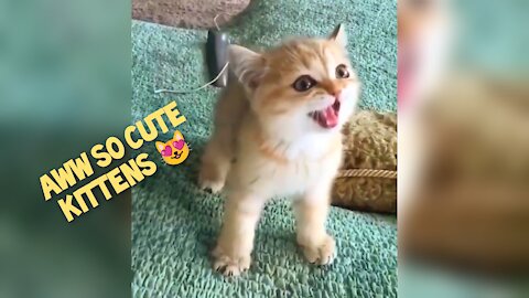 Aww so cute kittens 😻 || Baby Cat