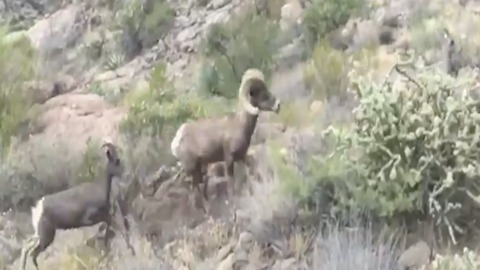 BAAH! Rare bighorn sheep sighting in Canyon Lake - ABC15 Digital