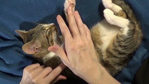 Cutest Cat Cuddling ASMR, Whispered