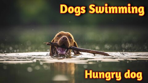 dogs Swimming in a river| hungry dog | look It | animal