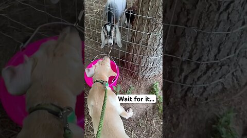 Our puppy kissed a GOAT! 😂 #puppies #animals #shorts