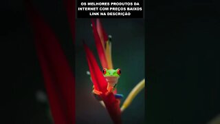 capturas incríveis de rãs