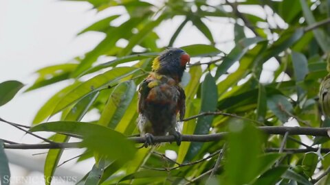 The world's largest tropical rainforest 3