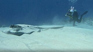 Scuba diver wears cool Easter bunny diving mask in San Salvador, Bahamas