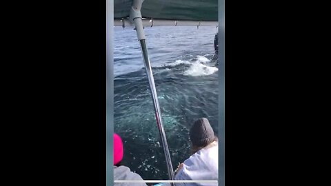 Grey whale 🐋 shows it Face to says Hello 👋