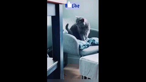 cute_cats_funniest_interesting_fun_video_🙈🙈🤣🤣