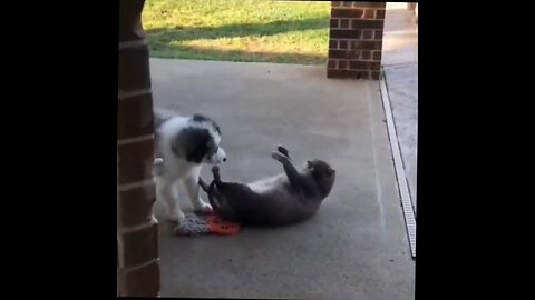 dog annoys fat cat that can't move