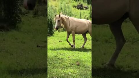 Palomino brumby comes to visit