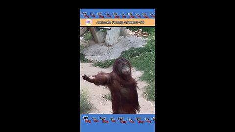 जानवरों के ऐसे Funny Moments जो आपको हसा देंगे | Funny Moments Of Animals |