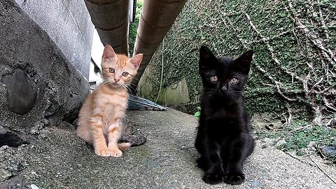 kittens are happy with mom