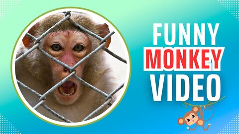 Funny Monkey Videos