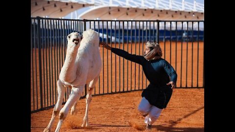 camel wrestling