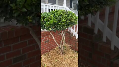 Trimming a shrub in front of the house #shorts