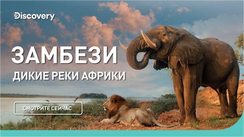 Замбези | Дикие реки Африки | Discovery Channel