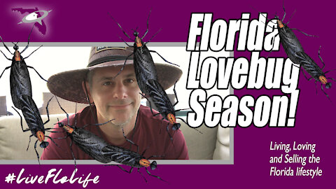 Florida Lovebugs | Not All Bad...Just Mostly!