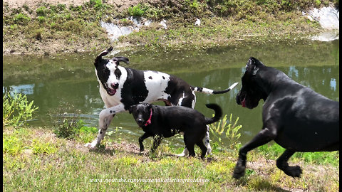 Great Danes Can't Out Run Speedy Little Rescue Dog Friend