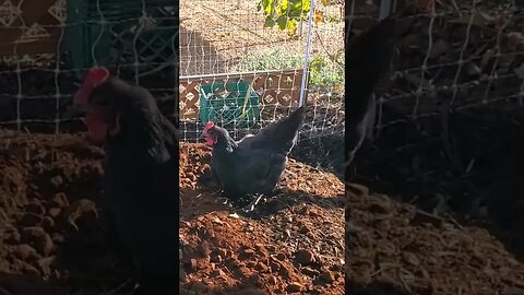 Don't throw away those COFFEE GROUNDS! I'll take em! #permaculture #homesteading #chickens #compost