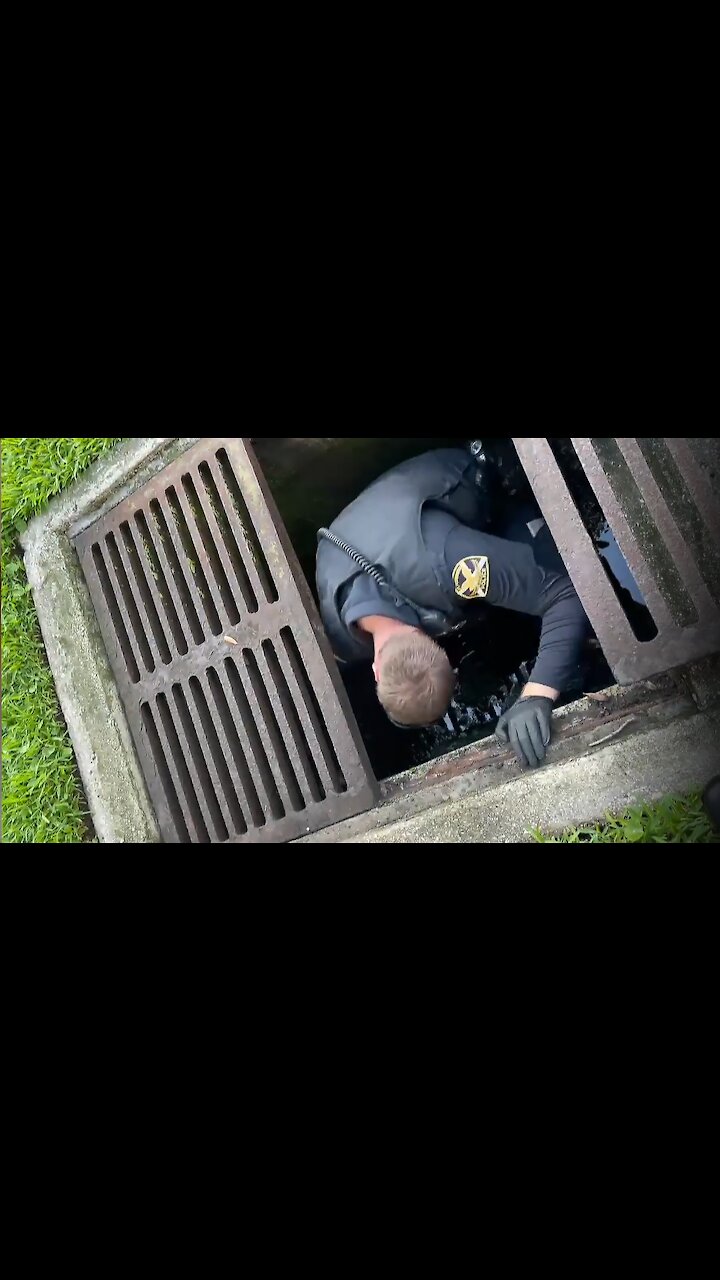 Police Officer in Florida rescues ducklings from storm drain