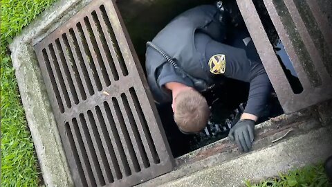 Police Officer in Florida rescues ducklings from storm drain