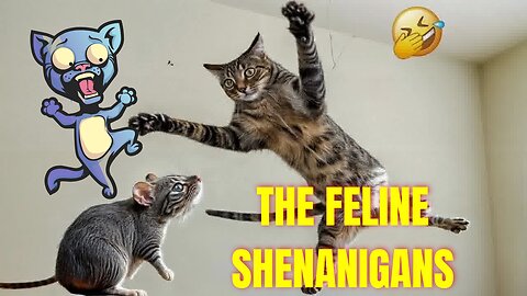 The Feline Shenanigans