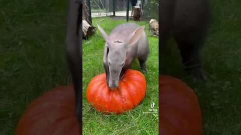 Aardvark - First animal in the dictionary