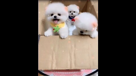 Cute Dog Funny Video | Cute Puppy Funny video