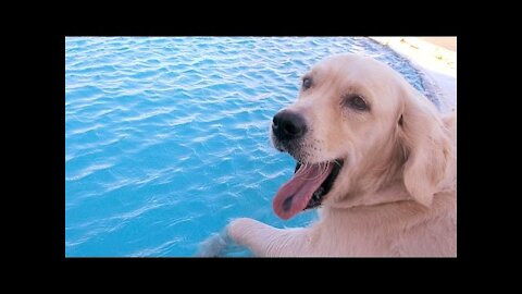 Teaching Dogs 100% to swimming correctly