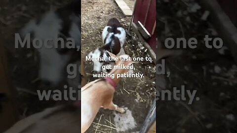 Evening milk time #farmlife #goatmilk #nigeriandwarf #cutegoats