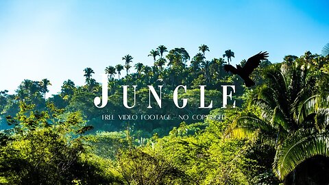 Jungle Background Video - Nature Video No Copyright - Forest Background Video - Free Stock Footage