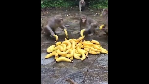 Wise monkey | Monkey Eating Banana's 🍌