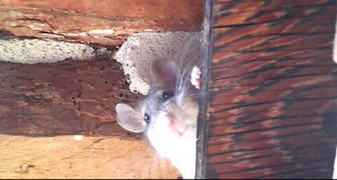 Neo the Pack Rat: Watching Me - Bushy-Tailed Woodrat Becomes Daily Barn Buddy (Sort of)