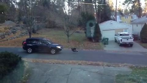 Wild Turkey VS Car: Who Wins This Battle?