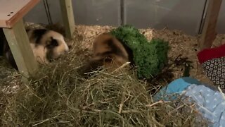 Guinea pigs Svea and Tibby having a break