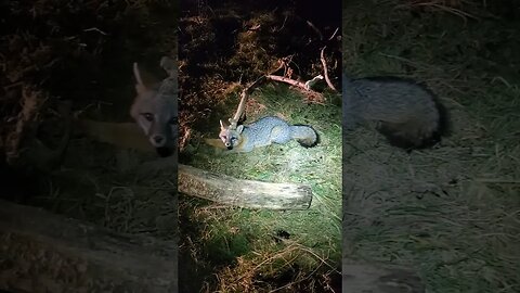 My First Gray Fox #trapping #trapper #grayfox #mb550