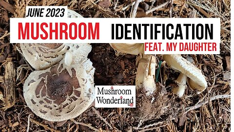 June Wild Mushroom Identification with my daughter!