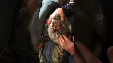 Putting honey on injured guinea fowl’s beak